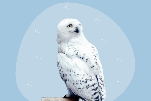 Hedwig owl