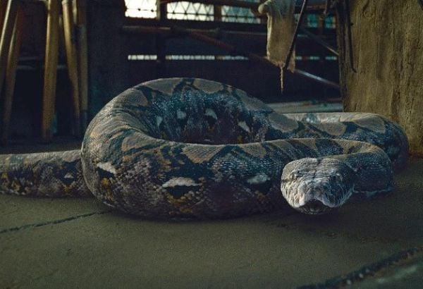 Nagini harry potter